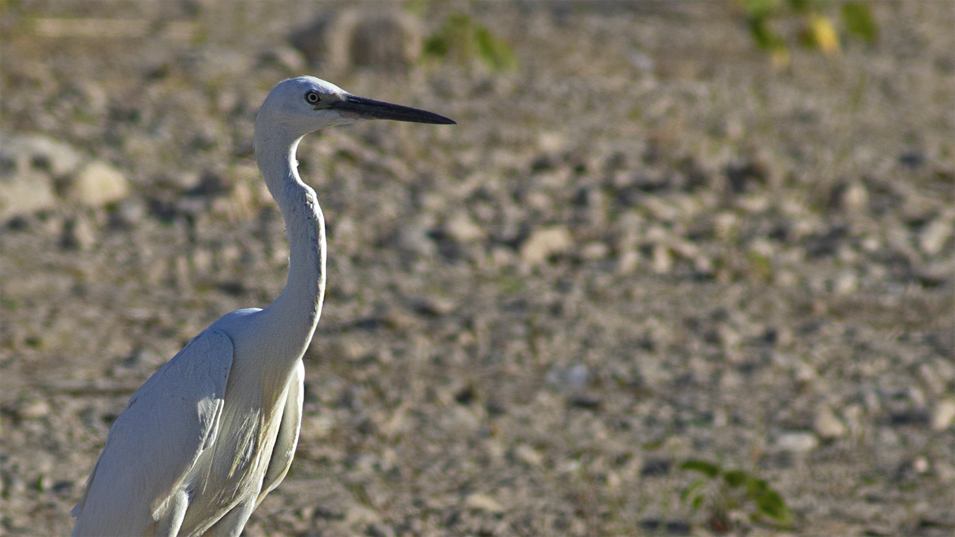 Little Egret